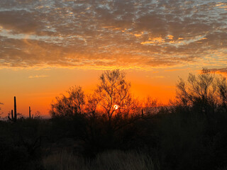 Arizona sunset scattered colorful clouds saguaro cactus and trees