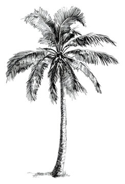 PNG Tropical palm tree sketch