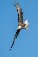 American Bald Eagle