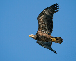 Immature Bald Eagle