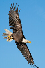 American Bald Eagle