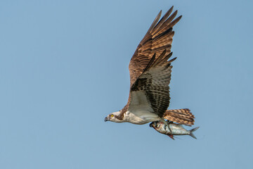 Osprey with a Shad