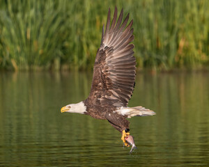 American Bald Eagle