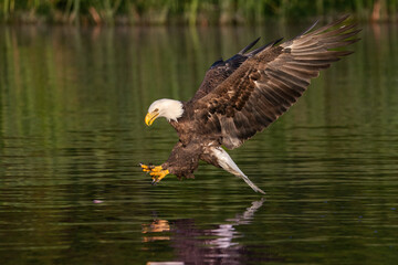 American Bald Eagle