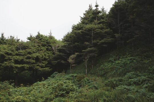 The edge of a dense pine woodland imposing on the landscape with lush foliage on a solemn overcast day. 
