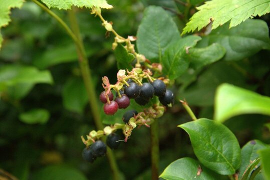 Close up of berries, specifically of the native species Salal (Gaultheria shallon), in a lush woodland area. 