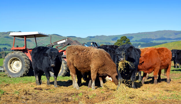 Calves Eating Lucerne Hay on New Zealand Farm