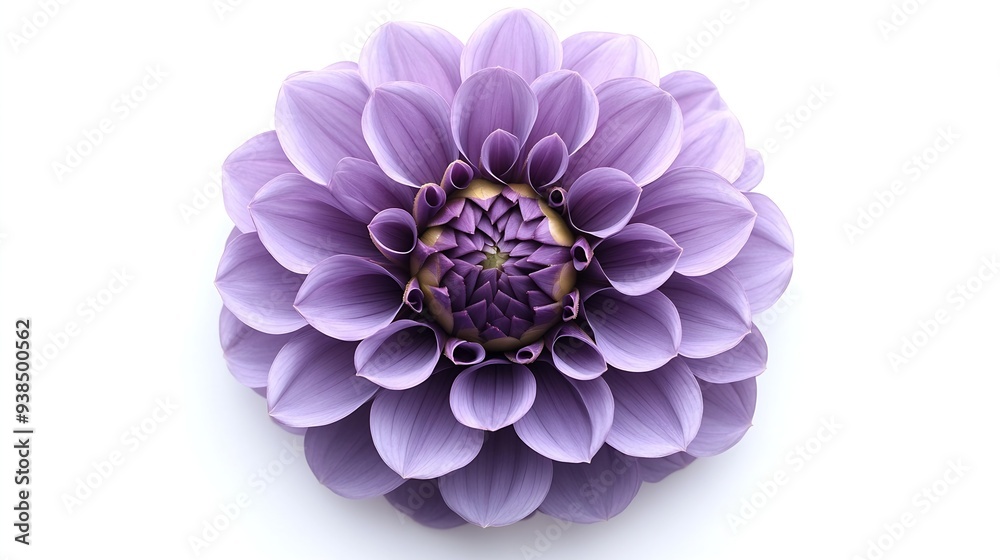 Poster Purple  dahlia Flower on a white isolated background with clipping path  For design  Closeup  Nature : Generative AI