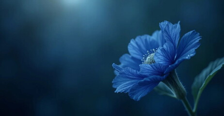 blue flower on black