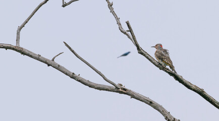 Northern flicker perched in a dead tree.