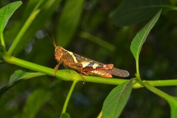 grasshopper on a leaf