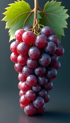 Fototapeta premium A grapes with green leaves, 