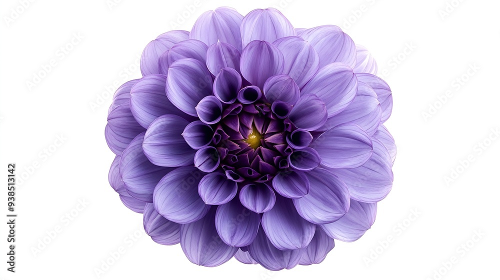 Poster purple dahlia flower on a white isolated background with clipping path for design closeup nature : g
