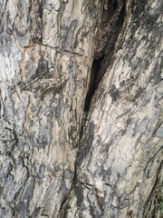 bark trunk tree
