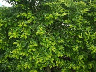 Obraz premium green leave background