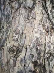 rough surface texture bark truck tree brown and black color