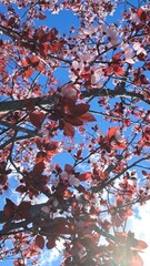 Sunlight shining on trees of flowers under blue sky