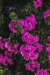 A beautiful bush of purple crimson flowers near the house Vrsar Croatia 08.07.24