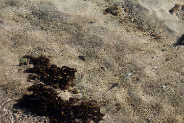 Small Fish In Shallow Ocean Water With Sand Bottom