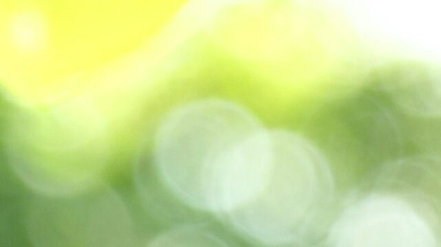 美しいボケ味の木漏れ日