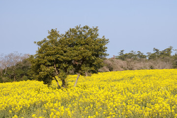 満開の菜の花