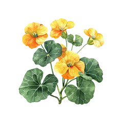 nasturtium flower vector illustration in watercolor style