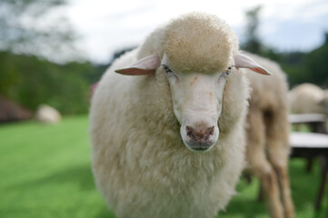 A close-up shot of a sheep, highlighting its clear eyes and thick wool.