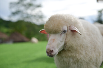 A close-up shot of a sheep, highlighting its clear eyes and thick wool.