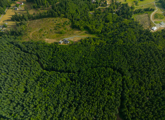 A lush green forest with a house in the distance