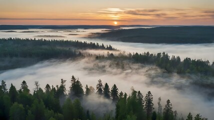 Fototapeta premium Misty Sunrise in Frosty Pine Forest