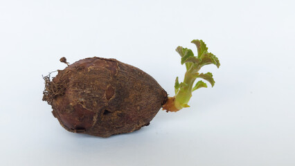 Chinese potato (Plectranthus rotundifolius) sprout in white background. Selective focus image