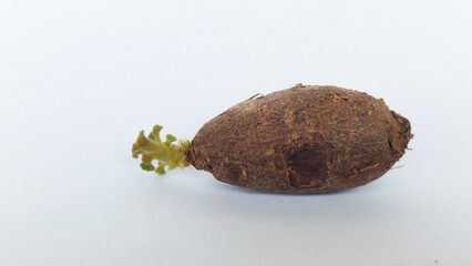 Chinese potato (Plectranthus rotundifolius) sprout in white background. Selective focus image