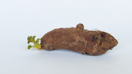 Chinese potato (Plectranthus rotundifolius) sprout in white background. Selective focus image