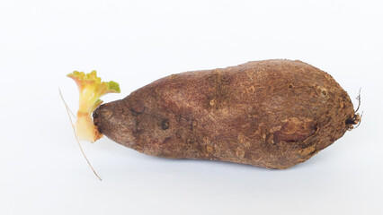 Chinese potato (Plectranthus rotundifolius) sprout in white background. Selective focus image