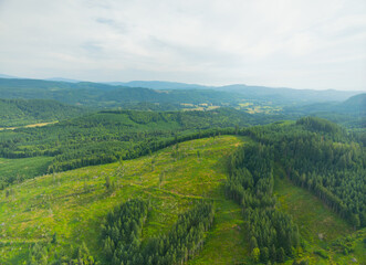 Fototapeta premium A lush green forest with a mountain in the background