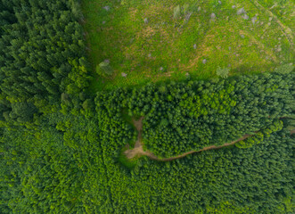 A green forest with a dirt road running through it