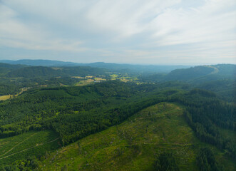 Obraz premium A lush green hillside with a forest in the background