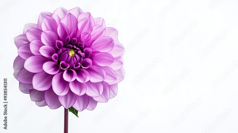 Poster Purple  dahlia Flower on a white isolated background with clipping path  For design  Closeup  Nature : Generative AI