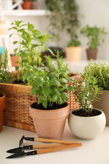 Potted herbs and gardening tools on white table