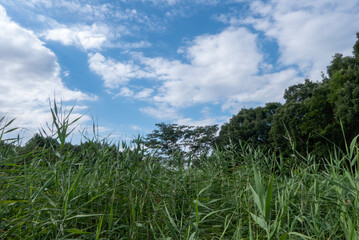 夏の公園散策　青空と緑　滋賀県守山市びわこ地球市民の森