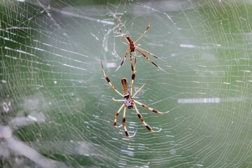 Giant spider in a web in the Jean Lafitte National Historical Park and Preserve, New Orleans, Louisiana, United States of America.