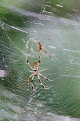 Giant spider in a web in the Jean Lafitte National Historical Park and Preserve, New Orleans, Louisiana, United States of America.