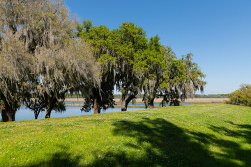 An isolated stone bench amidst the tranquil surroundings of Middleton Place plantation in South Carolina, embodying the concept of serenity.