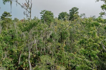 Trees in the swamp in Jean Lafitte National Historical Park and Preserve, New Orleans, Louisiana,...