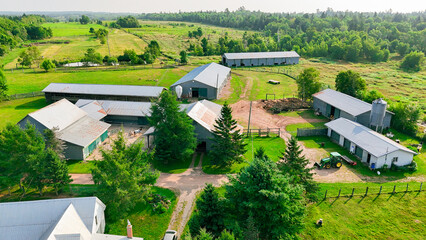 sheep farm
