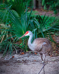 Florida Sandhill Crane in the Zoo