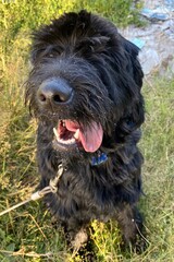 portrait of a black dog