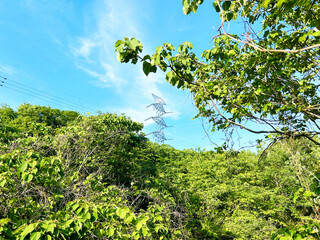 草木の間から覗く鉄塔と青空