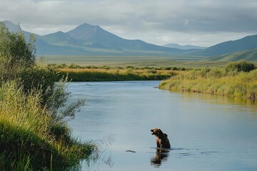 A brown bear stands in a river with mountains in the background.