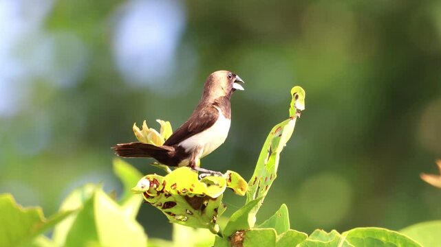 Rice sparrows perch on tree branches